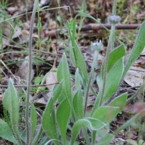 Brunonia australis at Beechworth, VIC - 15 Oct 2023