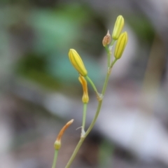 Bulbine sp. at Chiltern-Mt Pilot National Park - 14 Oct 2023 by KylieWaldon