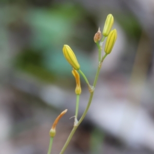 Bulbine sp. at Beechworth, VIC - 15 Oct 2023 09:19 AM