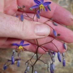 Dianella revoluta var. revoluta (Black-Anther Flax Lily) at QPRC LGA - 15 Oct 2023 by clarehoneydove