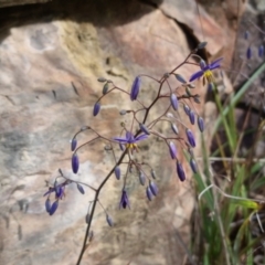 Dianella revoluta var. revoluta at Bungendore, NSW - 15 Oct 2023