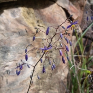 Dianella revoluta var. revoluta at Bungendore, NSW - 15 Oct 2023