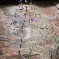 Dianella revoluta var. revoluta at Bungendore, NSW - suppressed