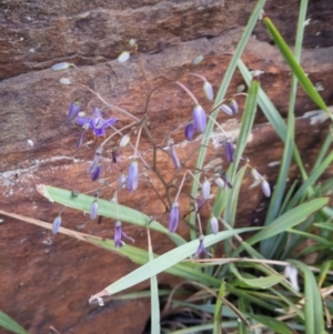 Dianella revoluta var. revoluta at Bungendore, NSW - 15 Oct 2023