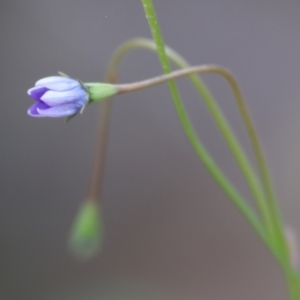 Wahlenbergia sp. at Beechworth, VIC - 15 Oct 2023