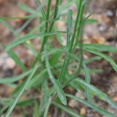 Wahlenbergia sp. at Beechworth, VIC - 15 Oct 2023 09:20 AM