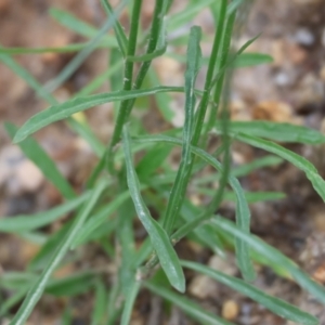 Wahlenbergia sp. at Beechworth, VIC - 15 Oct 2023