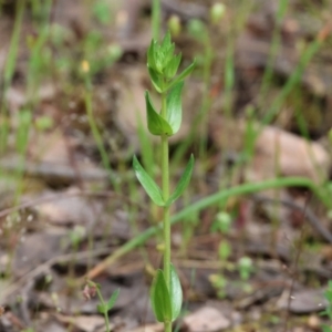 Centaurium sp. at Beechworth, VIC - 15 Oct 2023