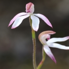 Caladenia moschata (Musky Caps) at Beechworth, VIC - 15 Oct 2023 by KylieWaldon