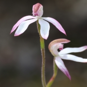 Caladenia moschata at Beechworth, VIC - 15 Oct 2023