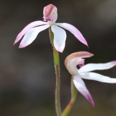 Caladenia moschata (Musky Caps) at Beechworth, VIC - 15 Oct 2023 by KylieWaldon