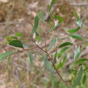 Acacia verniciflua at Beechworth, VIC - 15 Oct 2023