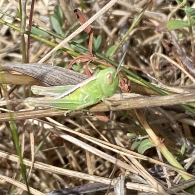 Caledia captiva (grasshopper) at Molonglo, ACT - 16 Oct 2023 by SteveBorkowskis