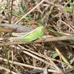 Caledia captiva (grasshopper) at Molonglo River Reserve - 16 Oct 2023 by SteveBorkowskis