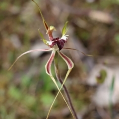 Caladenia tentaculata (Fringed Spider Orchid) at Beechworth, VIC - 15 Oct 2023 by KylieWaldon