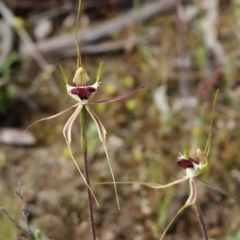 Caladenia tentaculata at Beechworth, VIC - suppressed