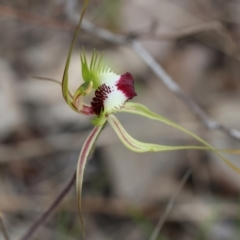 Caladenia tentaculata at Beechworth, VIC - suppressed