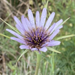 Tragopogon porrifolius subsp. porrifolius at Denman Prospect, ACT - 16 Oct 2023