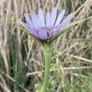 Tragopogon porrifolius subsp. porrifolius at Denman Prospect, ACT - 16 Oct 2023