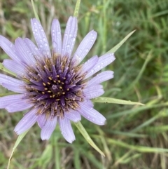 Tragopogon porrifolius subsp. porrifolius at Denman Prospect, ACT - 16 Oct 2023 10:58 AM