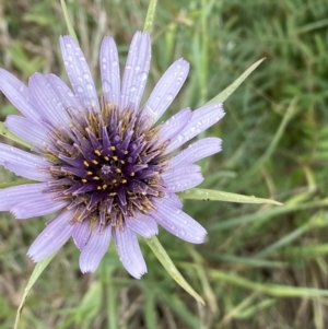 Tragopogon porrifolius subsp. porrifolius at Denman Prospect, ACT - 16 Oct 2023