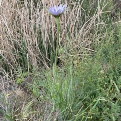 Tragopogon porrifolius subsp. porrifolius at Denman Prospect, ACT - 16 Oct 2023 10:58 AM