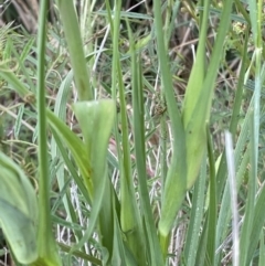 Tragopogon porrifolius subsp. porrifolius at Denman Prospect, ACT - 16 Oct 2023