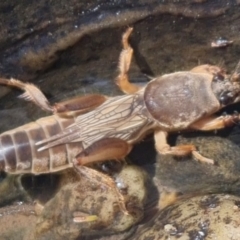 Gryllotalpa australis (Mole cricket) at Bungendore, NSW - 3 Oct 2023 by clarehoneydove