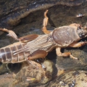 Gryllotalpa australis at Bungendore, NSW - 3 Oct 2023