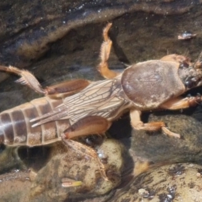 Gryllotalpa australis (Mole cricket) at Bungendore, NSW - 3 Oct 2023 by clarehoneydove