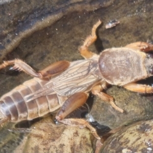 Gryllotalpa australis at Bungendore, NSW - suppressed