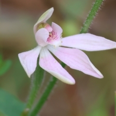 Caladenia carnea (Pink Fingers) at Chiltern-Mt Pilot National Park - 14 Oct 2023 by KylieWaldon