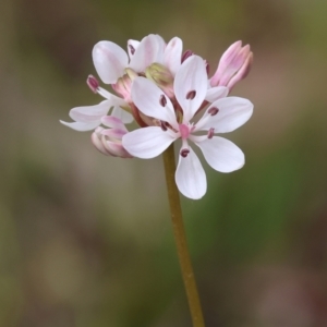 Burchardia umbellata at Beechworth, VIC - 15 Oct 2023 09:33 AM