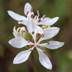 Burchardia umbellata (Milkmaids) at Chiltern-Mt Pilot National Park - 15 Oct 2023 by KylieWaldon