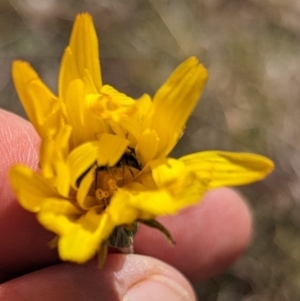 Microseris walteri at Tuggeranong, ACT - 16 Oct 2023