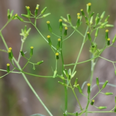 Senecio sp. (A Fireweed) at Beechworth, VIC - 14 Oct 2023 by KylieWaldon