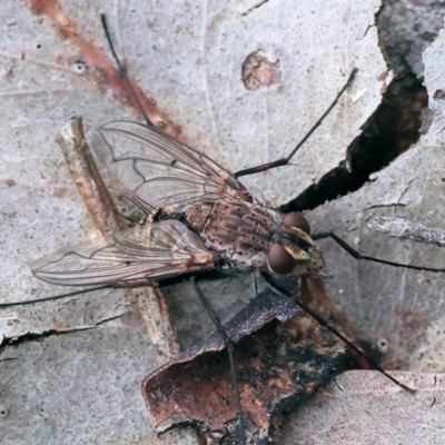 Unidentified True fly (Diptera) at Chiltern-Mt Pilot National Park - 14 Oct 2023 by KylieWaldon