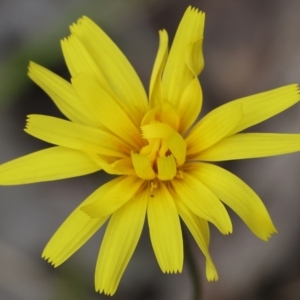 Microseris walteri at Beechworth, VIC - 15 Oct 2023 09:55 AM