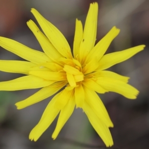 Microseris walteri at Beechworth, VIC - 15 Oct 2023 09:55 AM