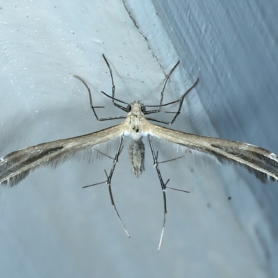 Stangeia xerodes (A plume moth) at Ainslie, ACT - 10 Oct 2023 by jb2602