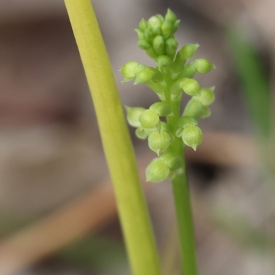 Microtis sp. (Onion Orchid) at Beechworth, VIC - 14 Oct 2023 by KylieWaldon