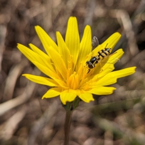 Microseris walteri at Tuggeranong, ACT - 16 Oct 2023