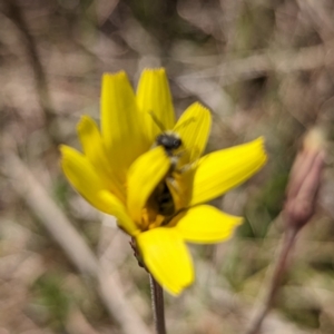 Microseris walteri at Tuggeranong, ACT - 16 Oct 2023 02:37 PM