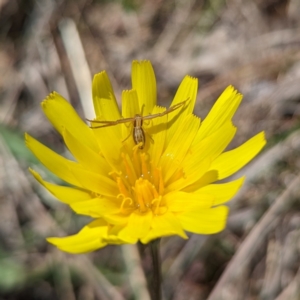 Microseris walteri at Tuggeranong, ACT - 16 Oct 2023 02:37 PM