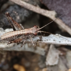 Unverified Katydid (Tettigoniidae) at Beechworth, VIC - 15 Oct 2023 by KylieWaldon