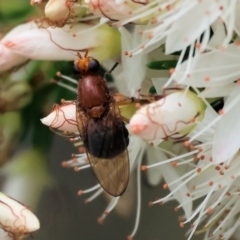 Unidentified Flower-loving fly (Apioceridae) at Beechworth, VIC - 15 Oct 2023 by KylieWaldon