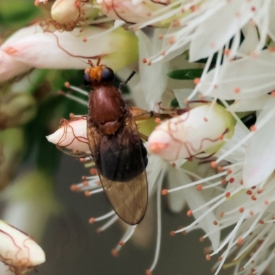 Unidentified Flower-loving fly (Apioceridae) at Beechworth, VIC - 15 Oct 2023 by KylieWaldon