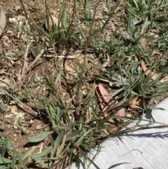 Lolium rigidum (Wimmera Ryegrass) at Emu Creek - 16 Oct 2023 by JohnGiacon