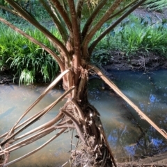 Cyathea cooperi (Straw Treefern) at Tarrawanna, NSW - 14 Oct 2023 by JohnGiacon