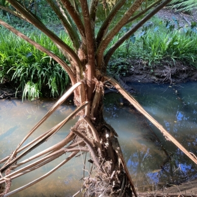 Cyathea cooperi (Straw Treefern) at Tarrawanna, NSW - 13 Oct 2023 by JohnGiacon